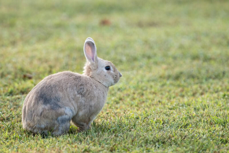 Palomino Rabbit on grass