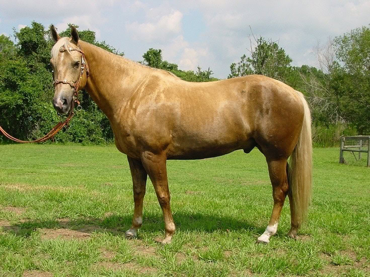 Palomino horse_mrklean, Pixabay