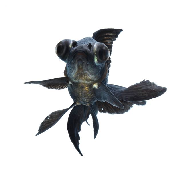 Panda Moor Goldfish