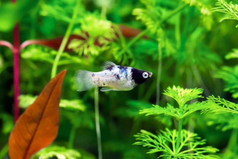 Panda platy fish in aquarium