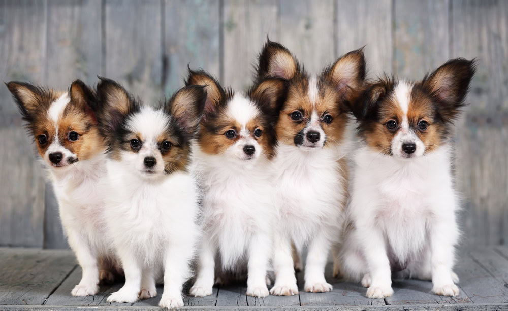 Papillon puppies