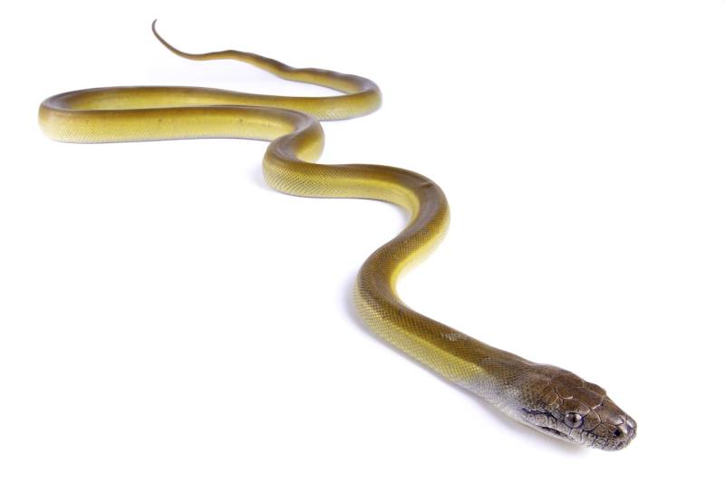 Papuan python