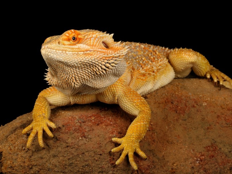 Paradox bearded dragon