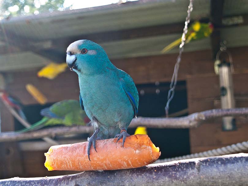 Parakeet Eating Carrots