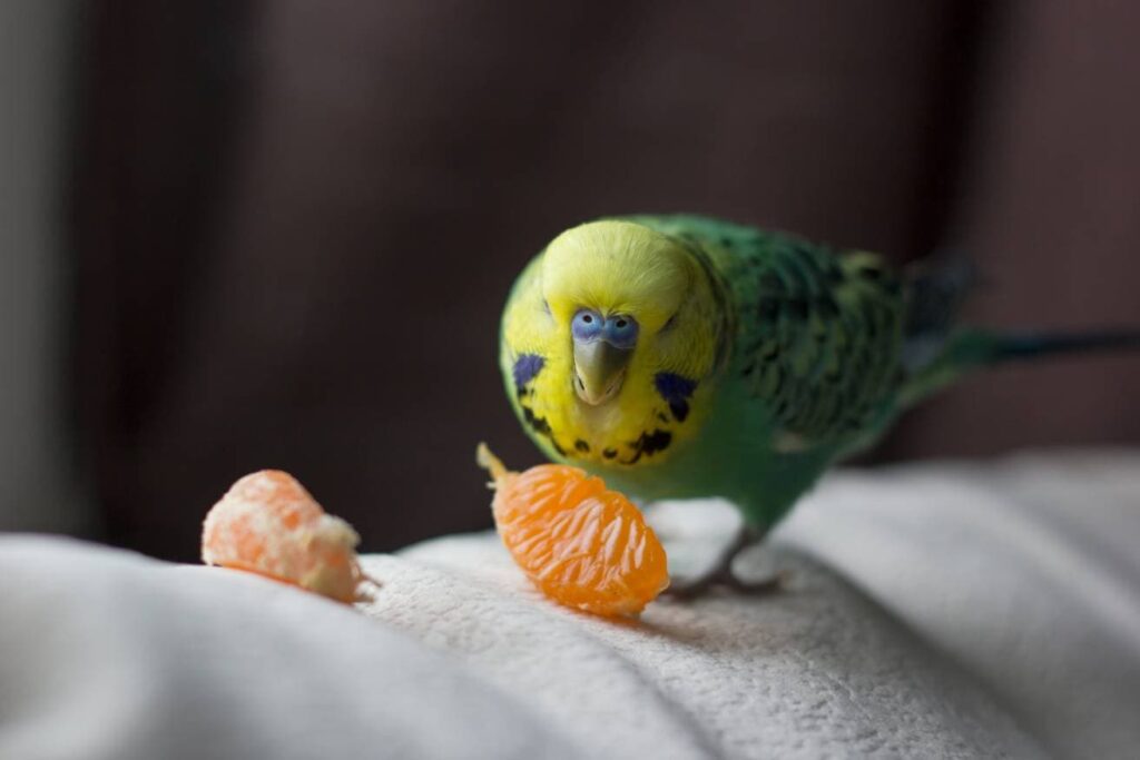 Parakeet eating orange_Kolotygin Igor_Shutterstock