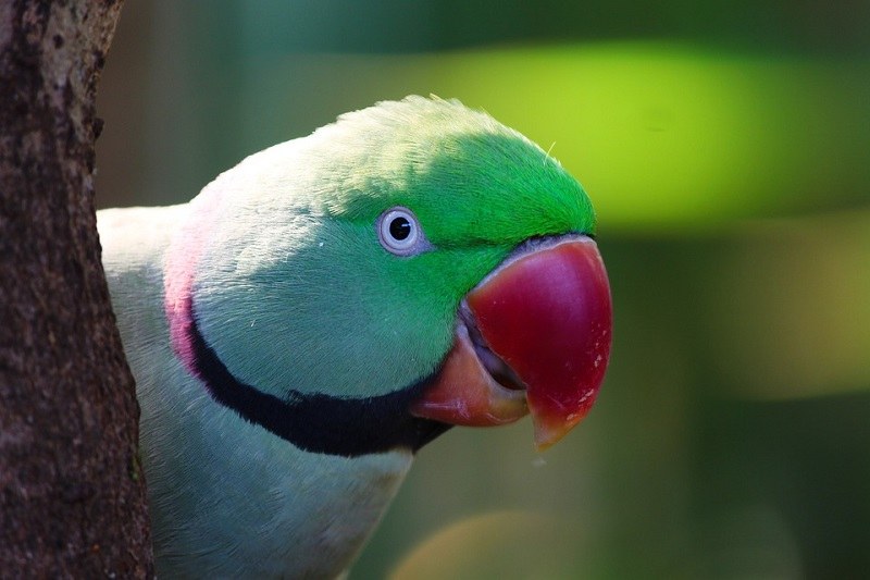 Parakeet
