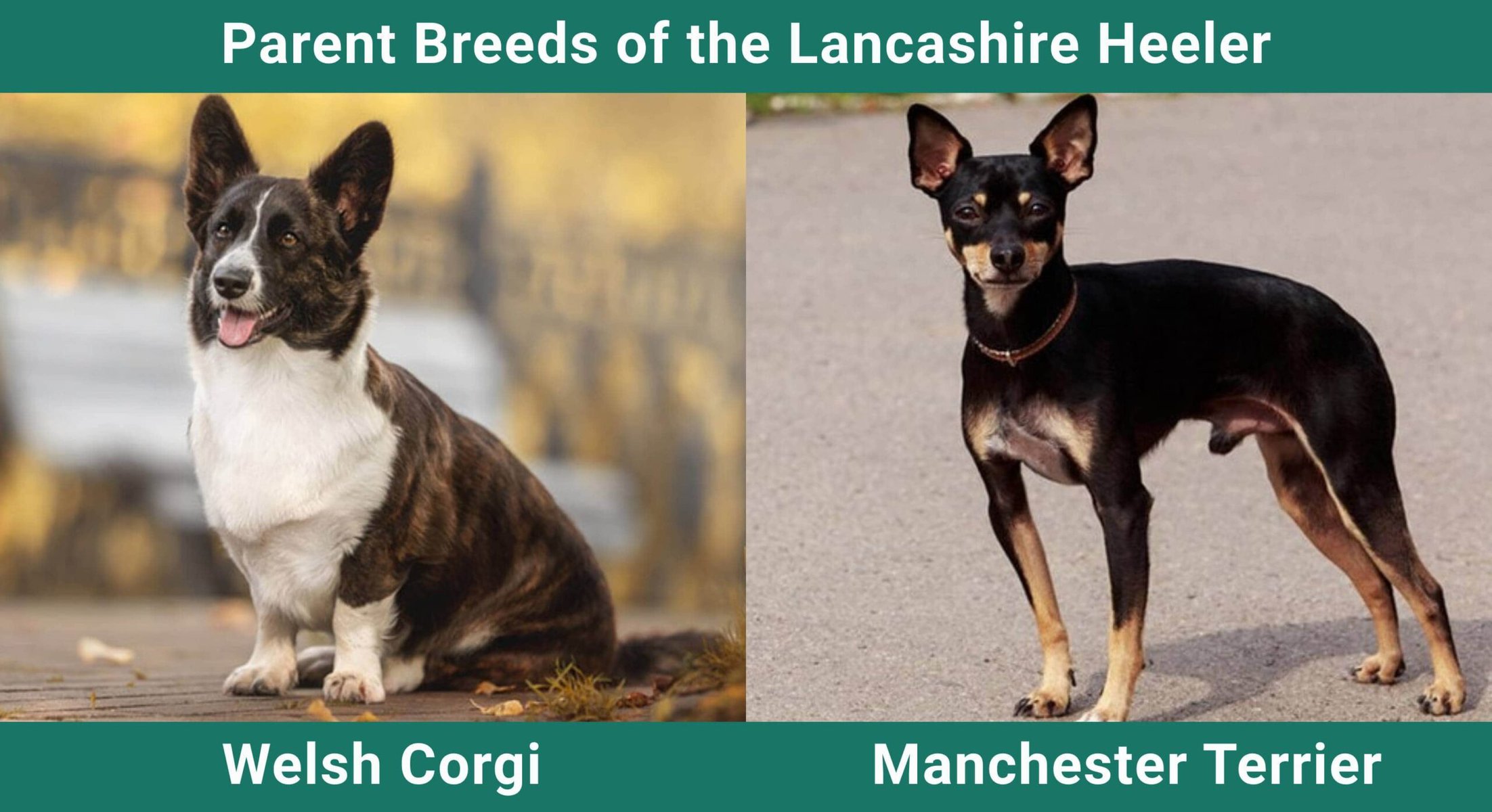Parent_breeds_Lancashire Heeler