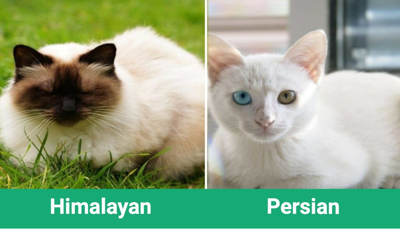 Parents of the Manx