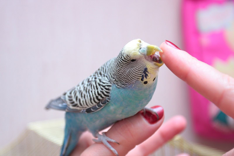 Parrot Biting