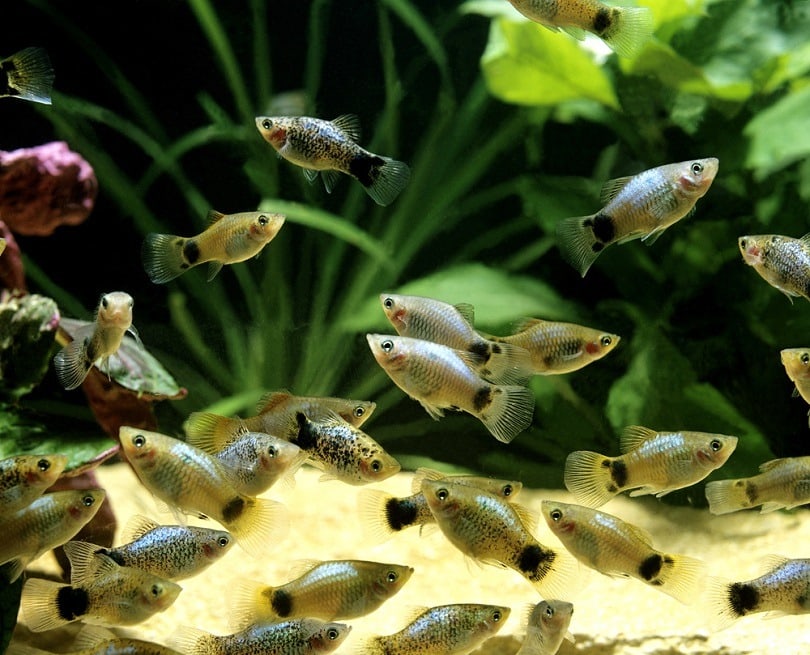 Parrot Platy_slowmotiongli_shutterstock