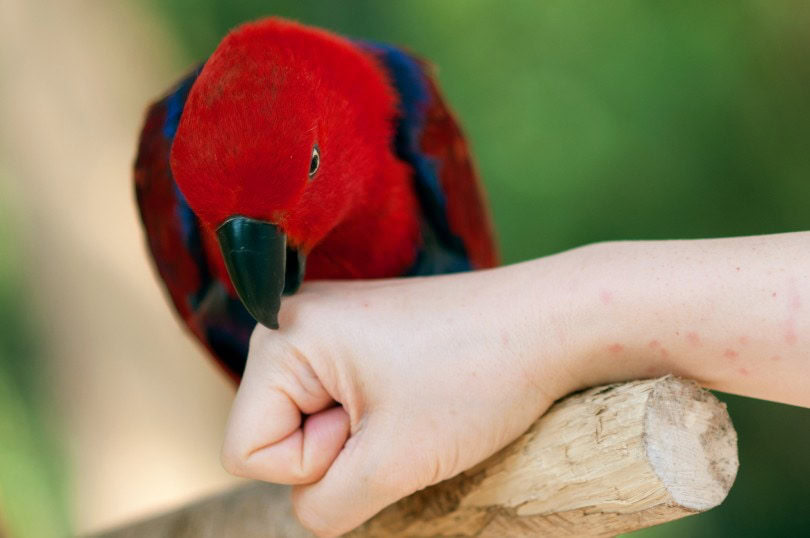 Parrot Playing and Biting