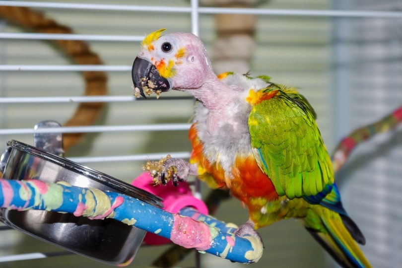 Parrot Skin Problem