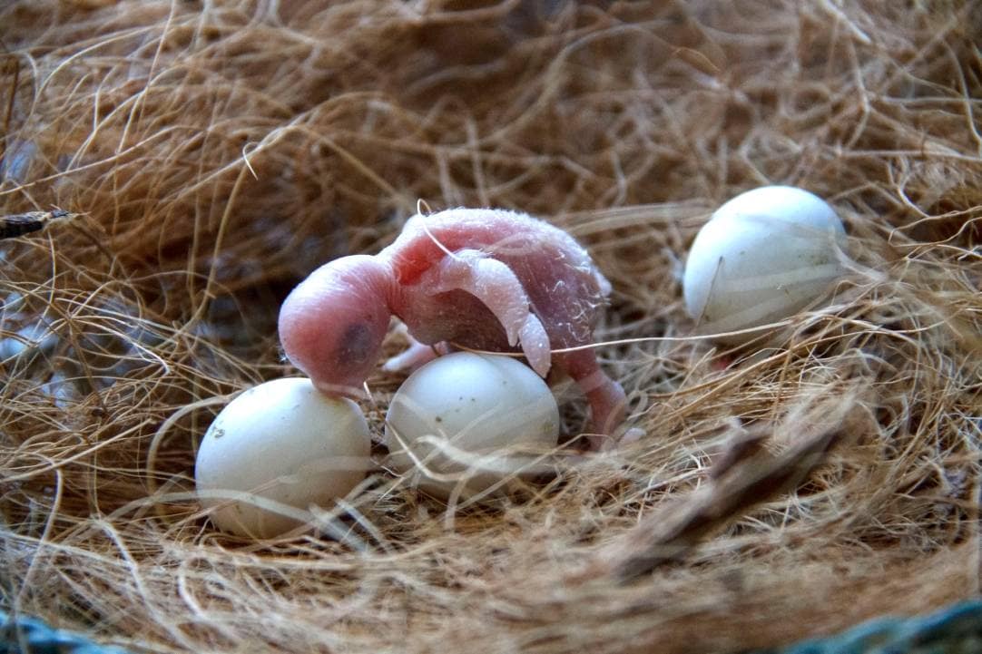 Parrot nest_ iweta0077_shutterstock