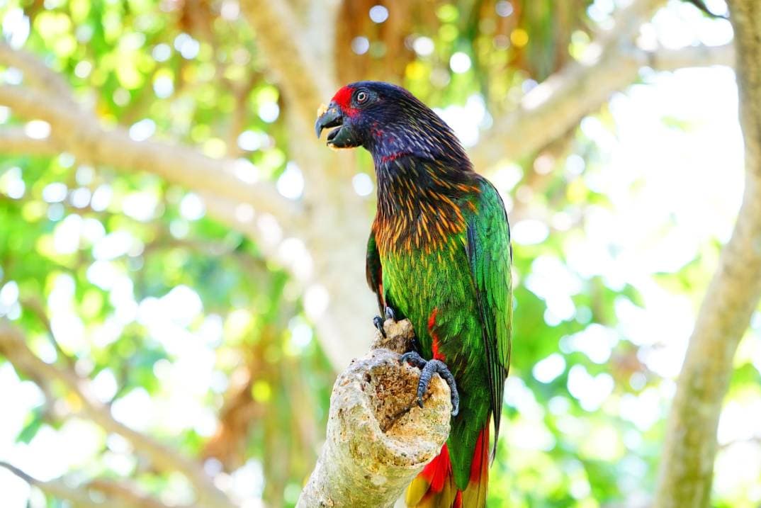 Parrot open beak on the tree