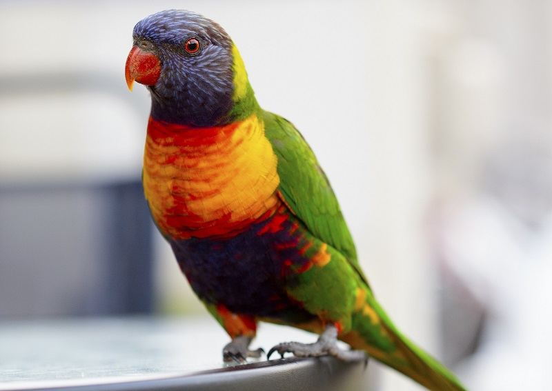 Parrot
