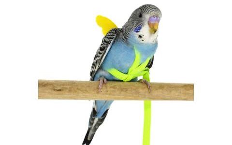 Parrotlet Harness