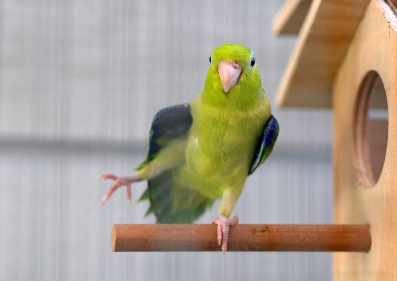 Parrotlet Standing