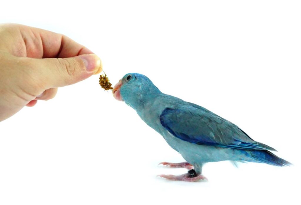 Parrotlet side view_ Ploychan Lompong_Shutterstock