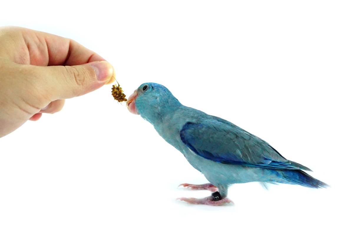 Parrotlet side view_ Ploychan Lompong_Shutterstock