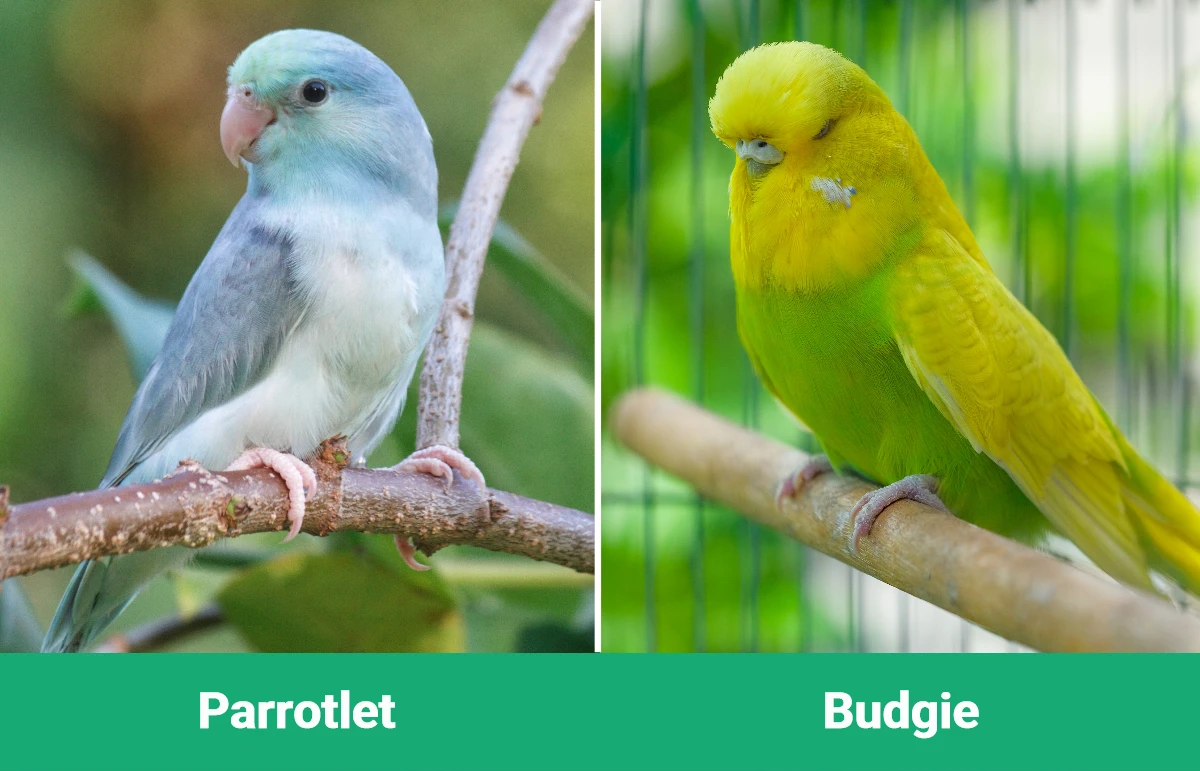 Parrotlet vs Budgie - Visual Differences