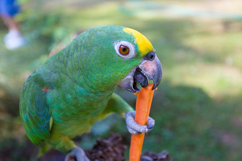 Parrots Eat Carrots