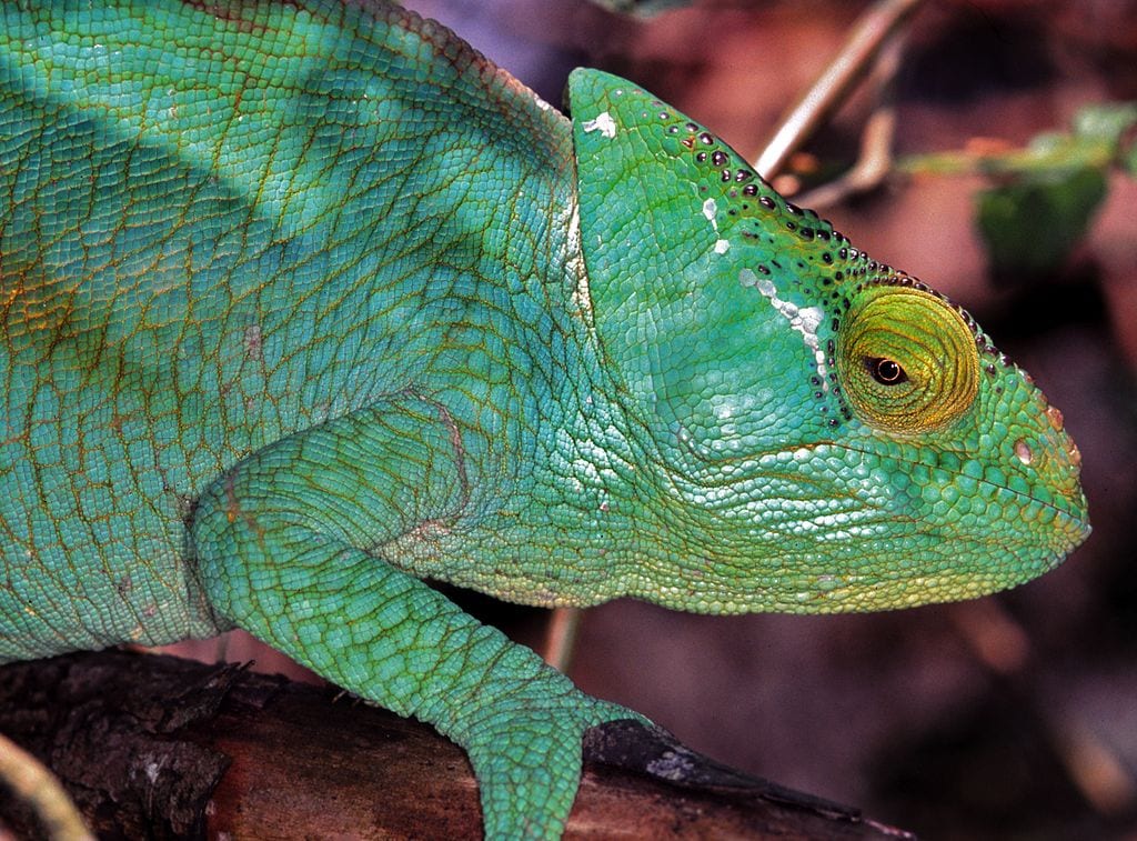 Parson's Chameleon Calumma parsonii female