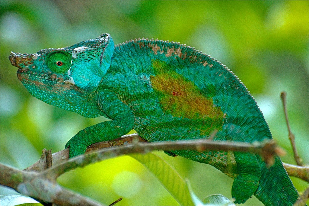 Parson's Chameleon Calumma_parsonii