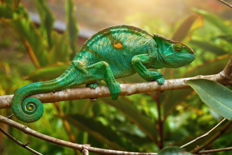 Parson's Chameleon on a tree