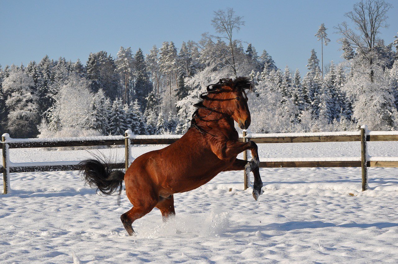 Paso Fino stallion