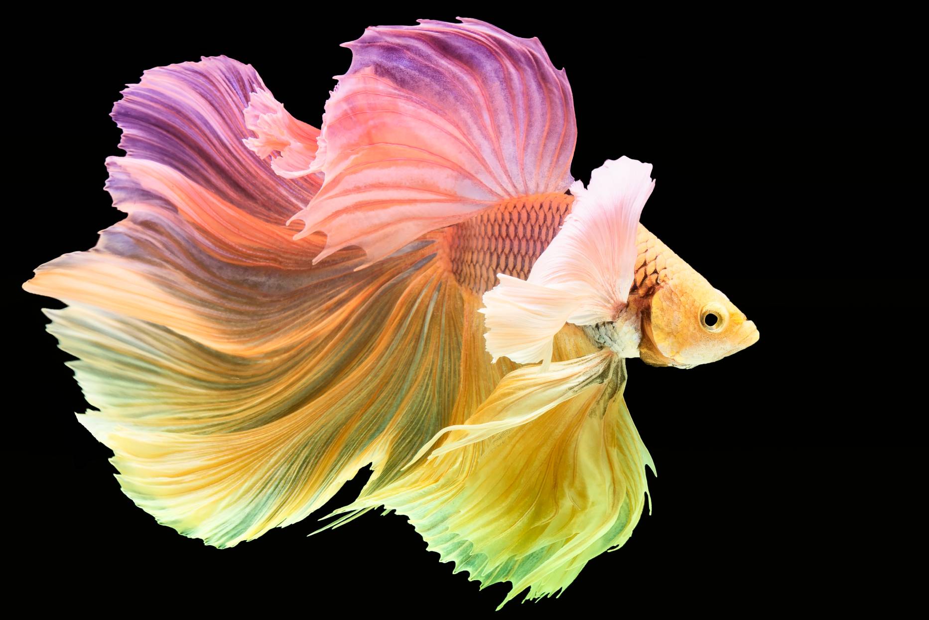 Pastel Betta