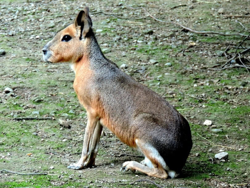 Patagonian mara
