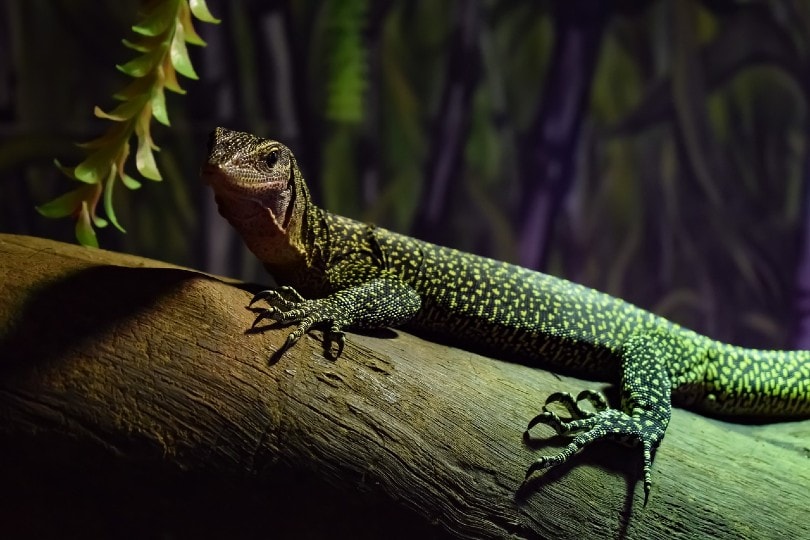 Peach-Throat Monitor Lizard