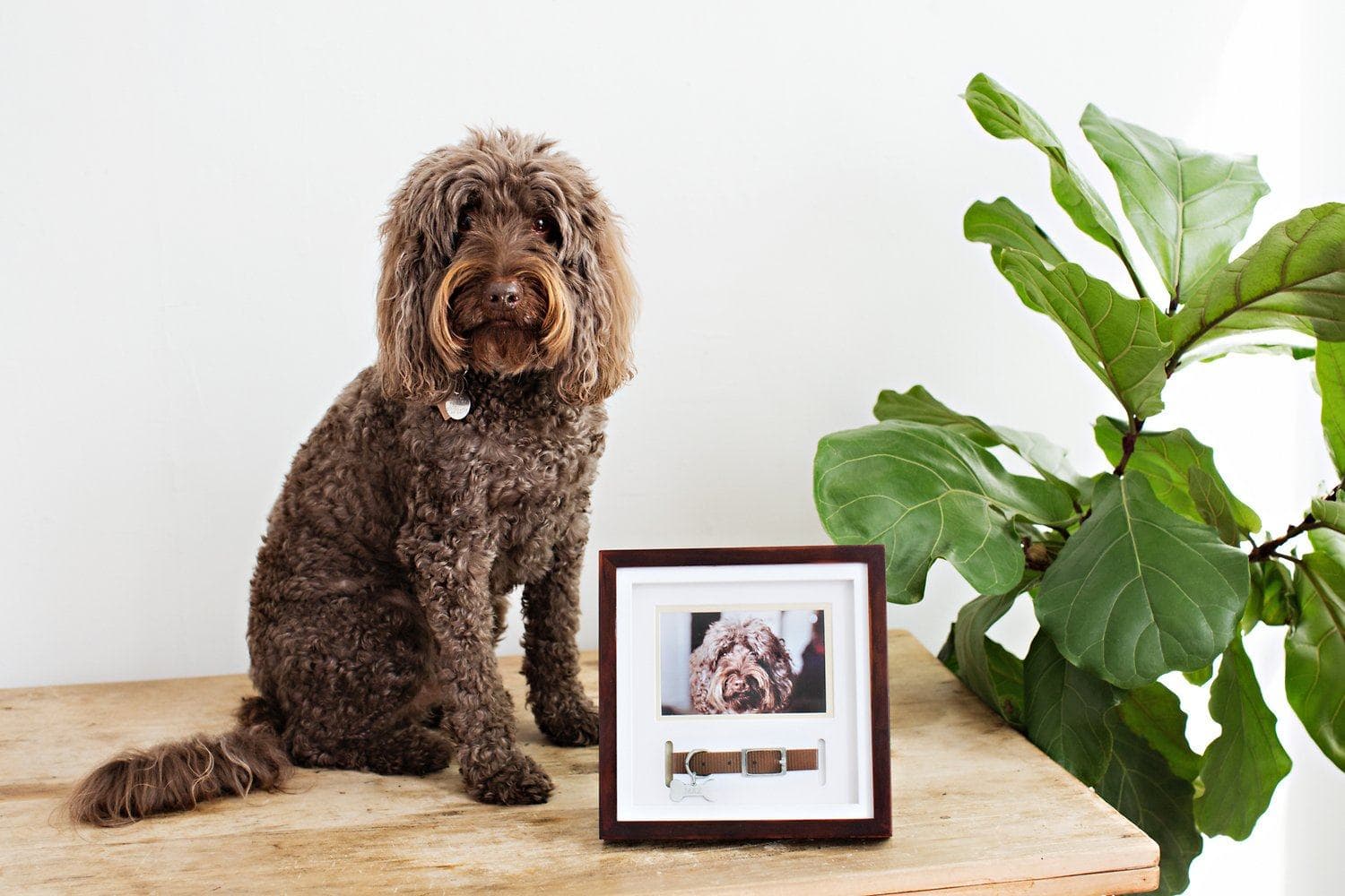 Pearhead Dog Collar Frame