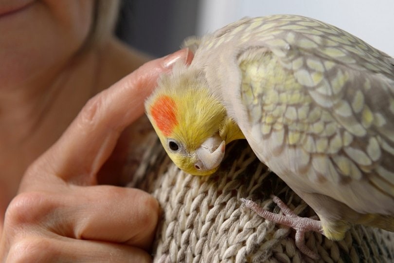 Pearl Cockatiel_Reimar_shutterstock