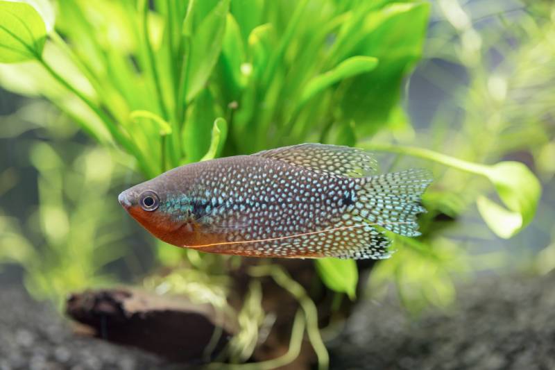 Pearl Gourami (Trichogaster leeri) in an aquarium