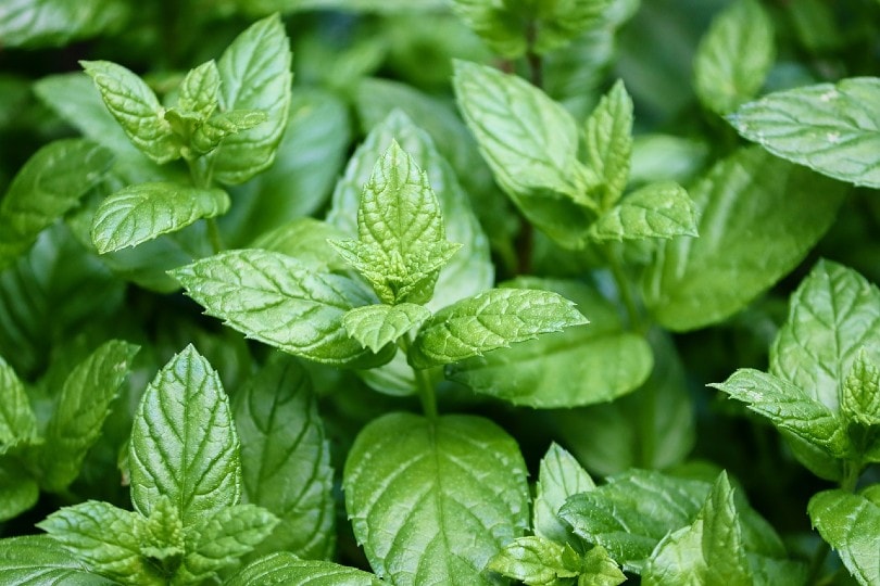 Peppermint