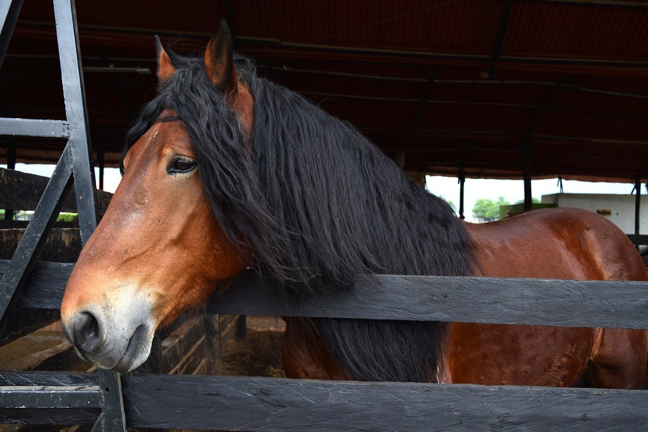 Percheron Horse in the shed
