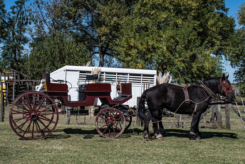 Percheron horses with the carriage