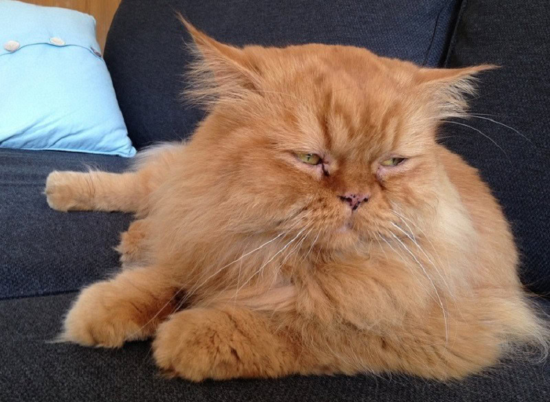 Persian