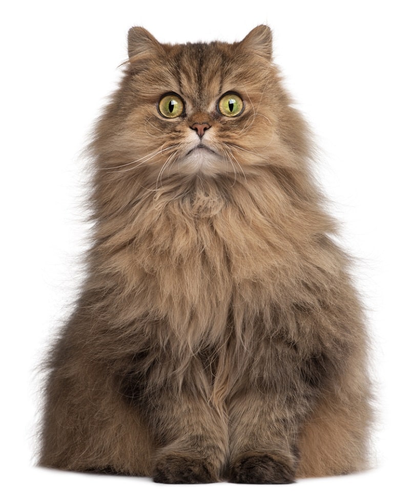 Persian cat 6 years old