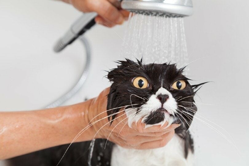 Persian-cat-bathing