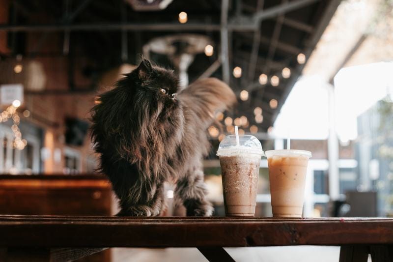 Persian cat inside the cafe