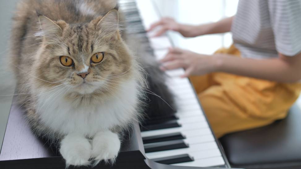 Persian cat listening