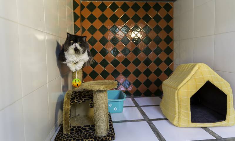 Persian cat sitting and relax at cat hotel