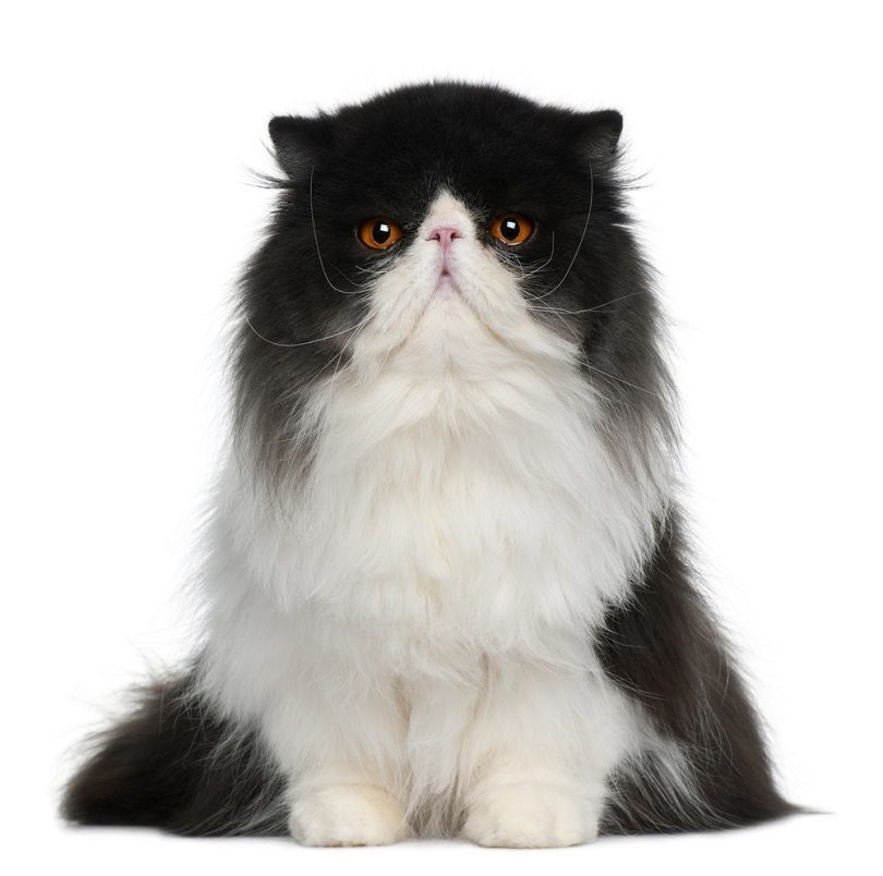 Persian-cat_Eric-Isselee_shutterstcok