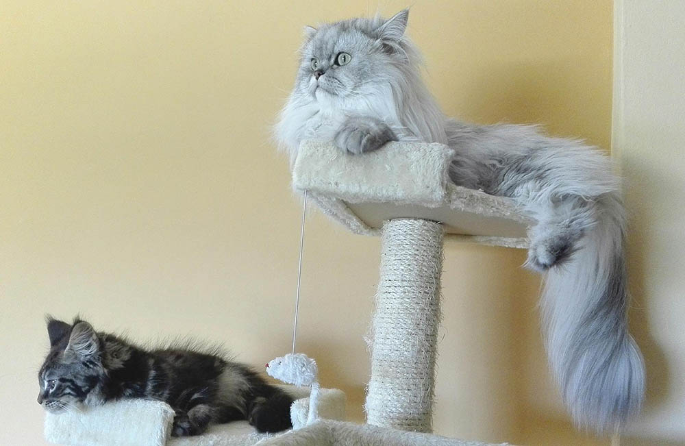Persian cats on a cat scratcher_RomeoEbaloo_Pixabay