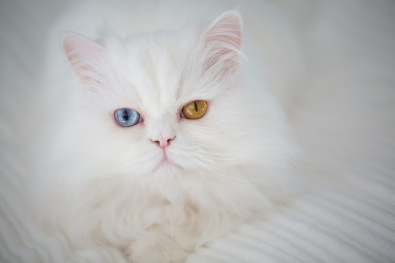 Persian different colored eyes
