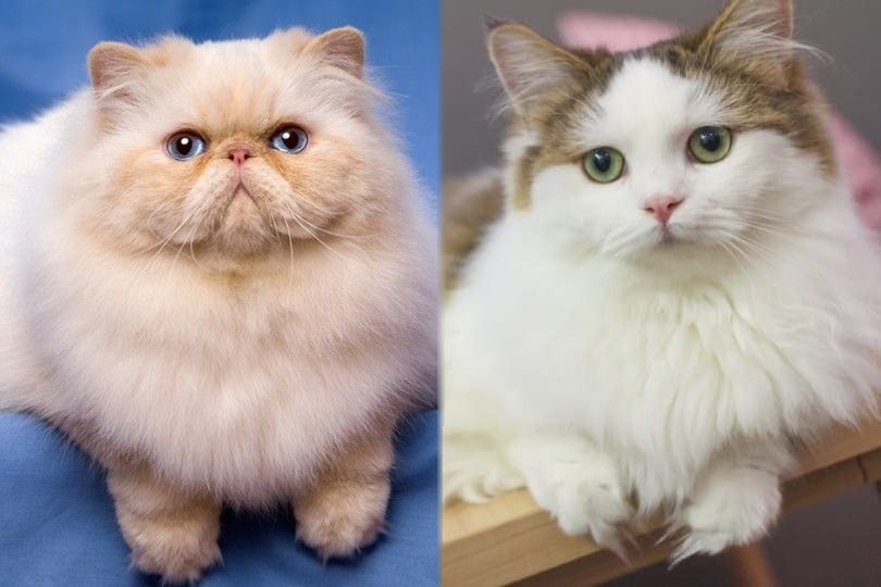 Persian vs Munchkin breed