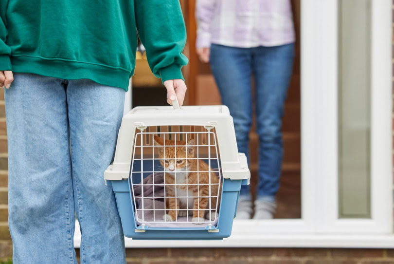 Person bringing home a new kitten