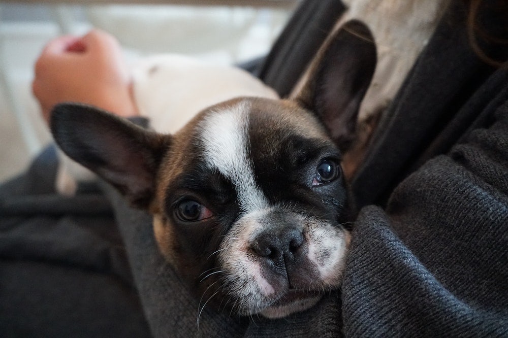 Person holding a black and white french bulldog